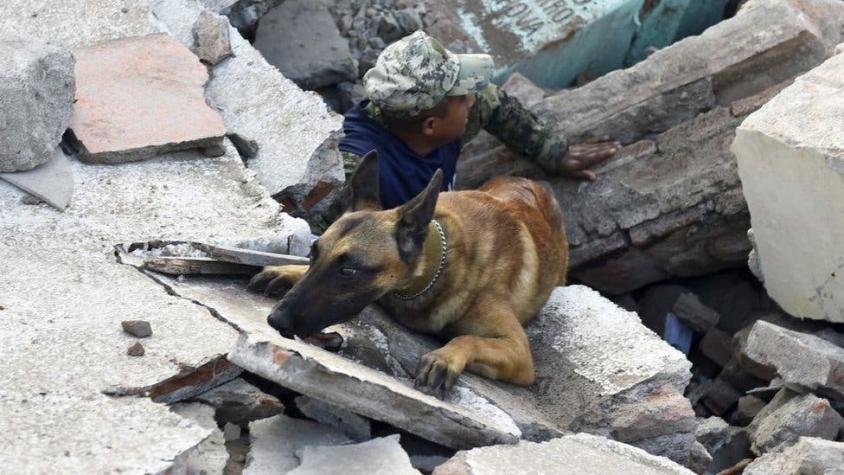 Los 4 olores que captan la atención de los perros de rescate tras un terremoto como el de México