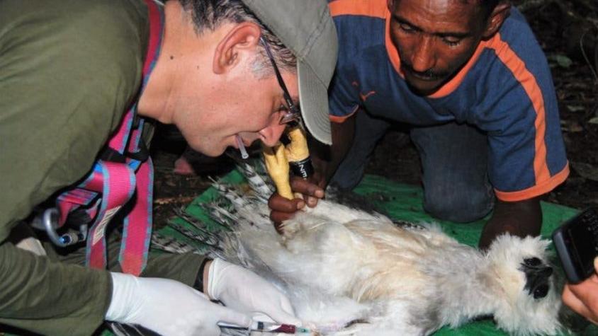 Alexander Blanco, el veterinario venezolano que arriesga su vida para salvar al águila harpía