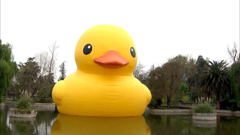 El Pato De Hule Más Grande Del Mundo Ya Está En Chile 