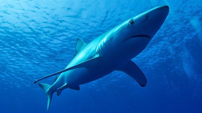Por qué los brasileños están poniendo en peligro a los tiburones y ni siquiera lo saben