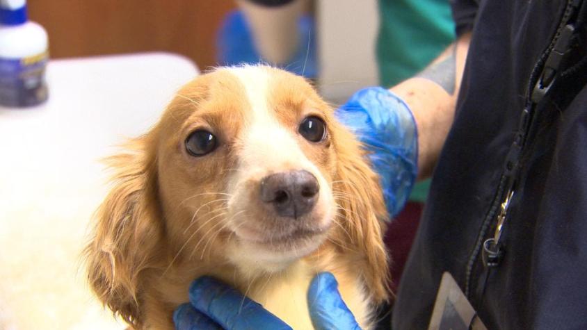[Video] Rescatan a perros abandonados en Providencia