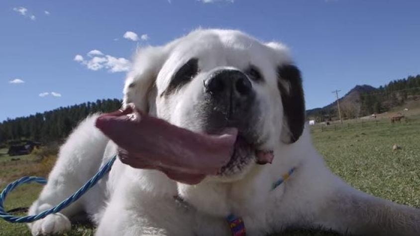 18 centímetros de extensión: coronan al perro con la lengua más larga del mundo