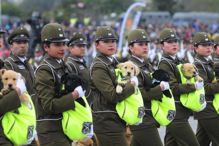 Los perros que se robaron la atención en la Parada Militar vuelven con arenga a la Selección Chilena