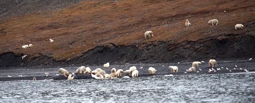 Nunca visto en la naturaleza: 200 osos polares se reúnen para devorar una ballena