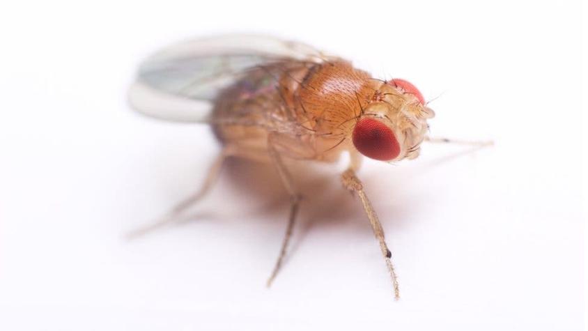 La mosca de la fruta fue clave en 5 investigaciones que ganaron el premio Nobel