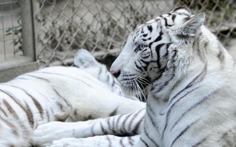 Un guardia indio murió tras ser atacado por dos tigres blancos pequeños