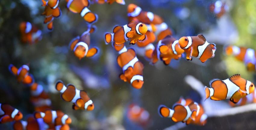 Especie de "Nemo" en peligro por culpa del calentamiento global