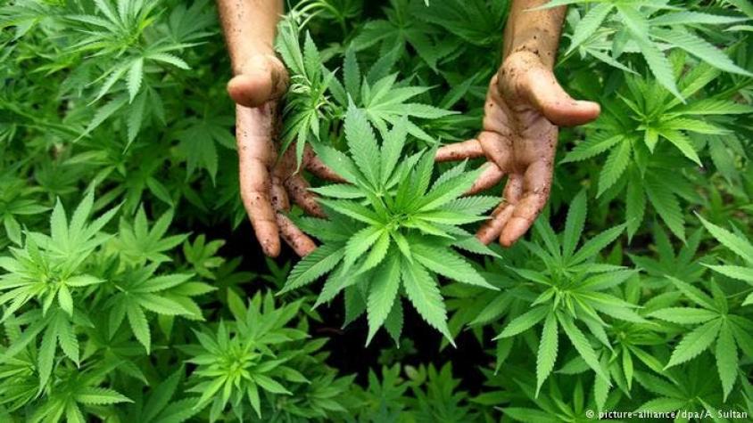 Alemania: llega el cultivo de marihuana medicinal