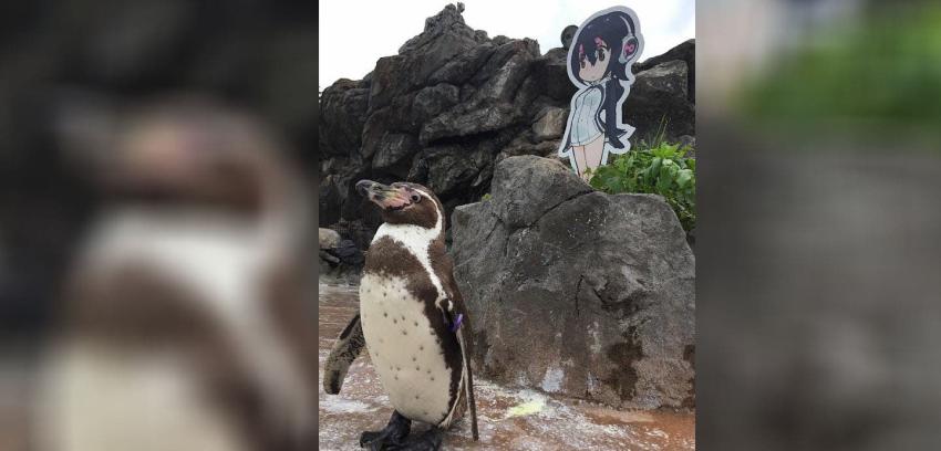 La enternecedora historia del pingüino que se enamoró de quien no debía