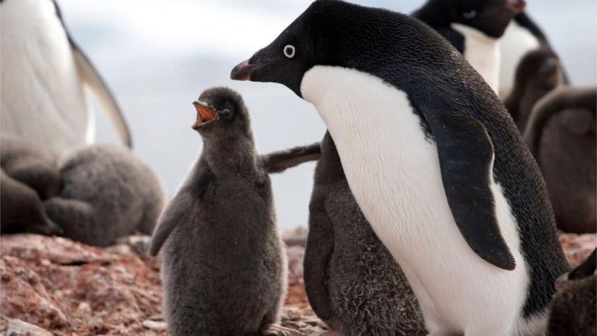 La catastrófica muerte de miles de crías de una colonia de pingüinos en la Antártica