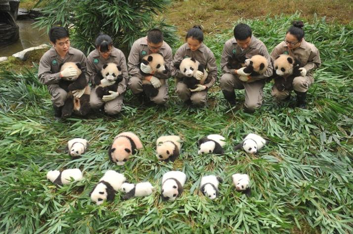 Presentan al mundo 36 osos panda que han nacido en China este año