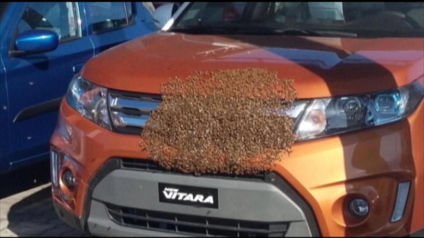 [VIDEO] Un enjambre de abejas se apodera de una automotora y sus dueños toman un insólita decisión
