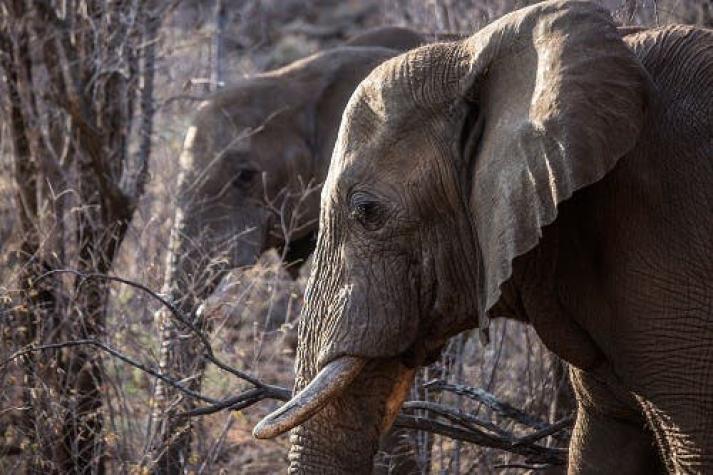 Una mujer y tres niños mueren pisoteados por elefantes salvajes en Bangladesh