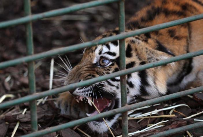 Una tigresa "devoradora de hombres" muere electrocutada en India