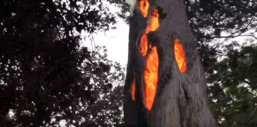 El fenómeno de los árboles que se queman por dentro