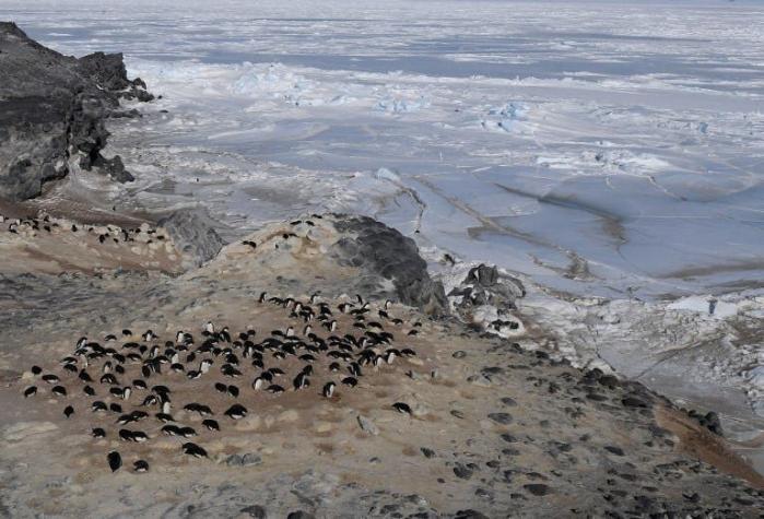 Miles de pingüinos murieron de hambre en la Antártica por cambio en el ambiente