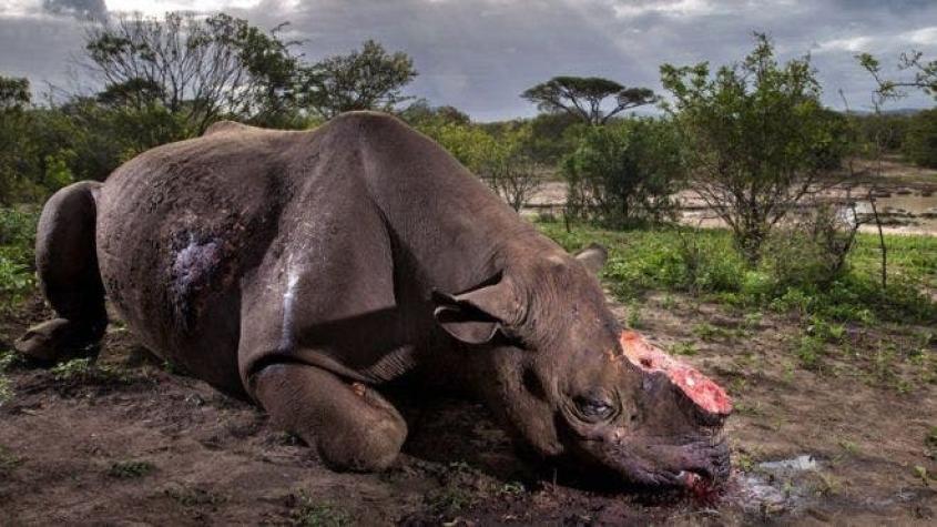 La imagen de un rinoceronte mutilado que ganó uno de los premios más prestigiosos de fotografía