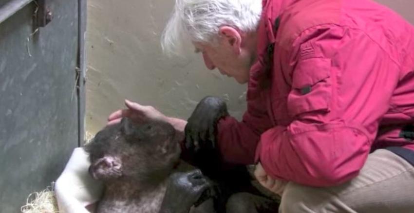 [VIDEO] Chimpancé y antiguo cuidador comparten conmovedor reencuentro final