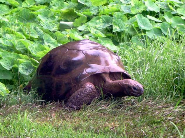 Descubren que la tortuga más vieja del mundo mantuvo por 26 años una relación homosexual