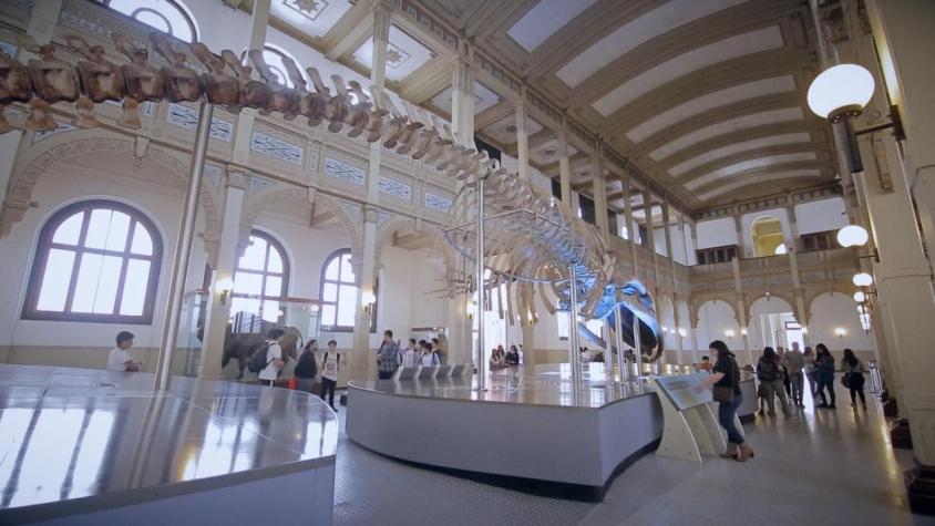 #Hayqueir: Museo de Historia Natural y la Peluquería Francesa
