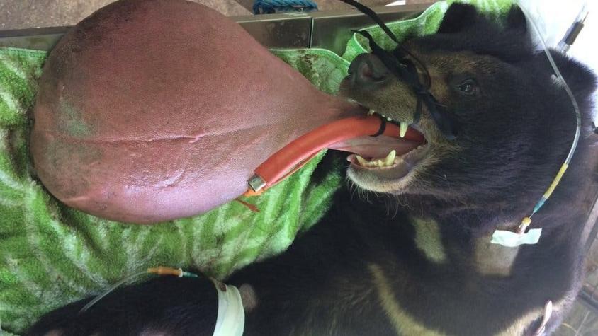 La operación para curar la lengua de 3 kilos del oso Nyan htoo