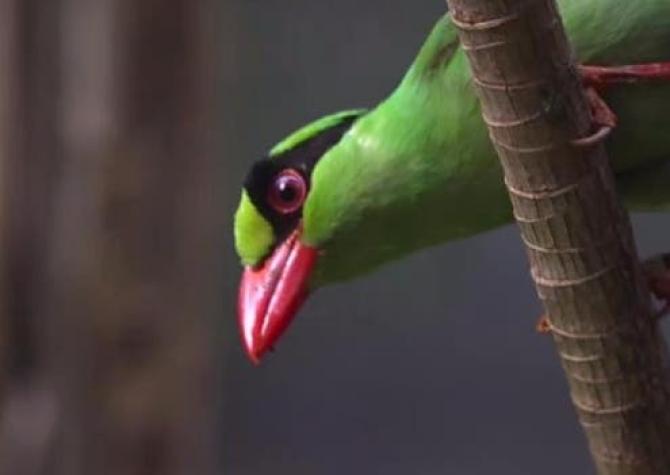 Así suenan los pájaros cantores de los bosques de Java