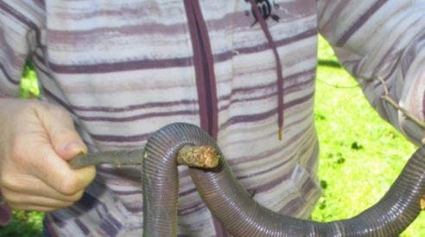 Mujer australiana encontró un gusano gigante en su patio