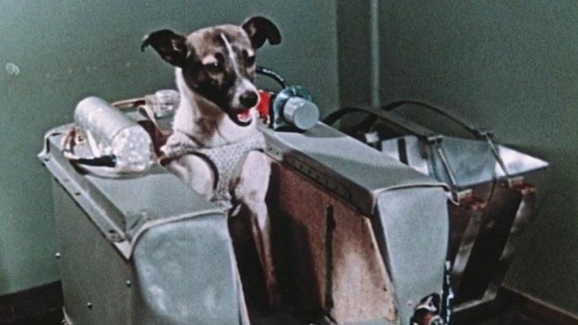 La increíble odisea de Laika, la perrita "pionera" enviada a morir al espacio hace 60 años