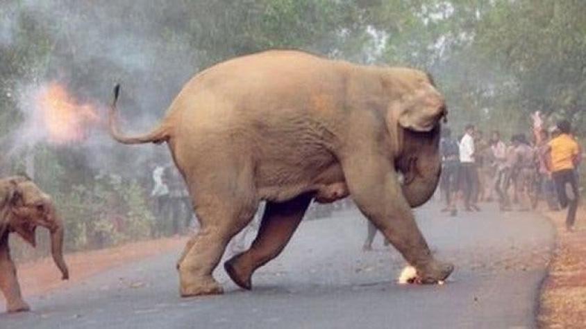 La dramática foto de una cría de elefante en llamas gana premio en India