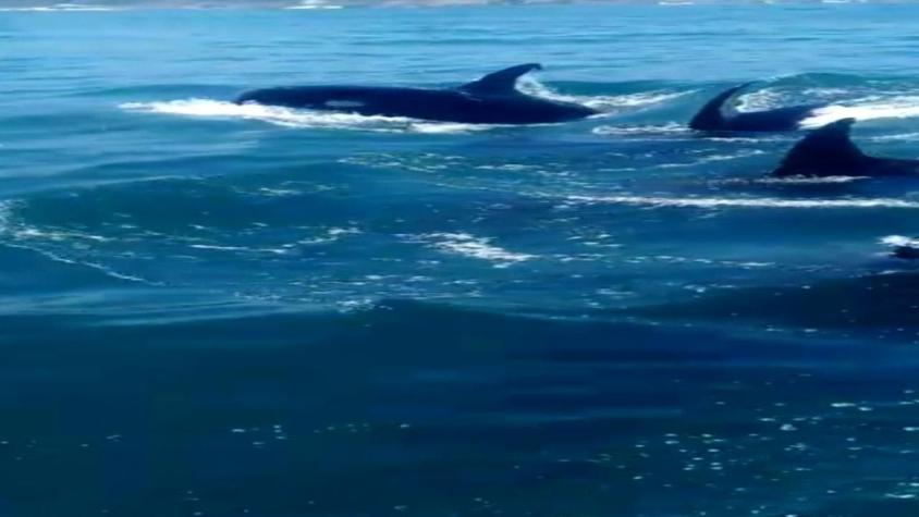[VIDEO] Avistamiento de orcas sorprende a pescadores en Talcahuano