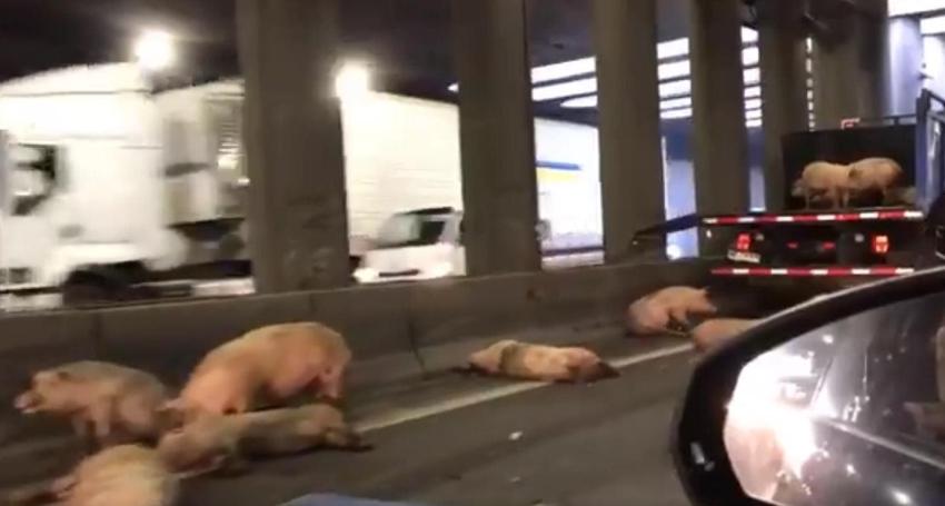 Camión que transportaba cerdos sufre accidente en Ruta 5
