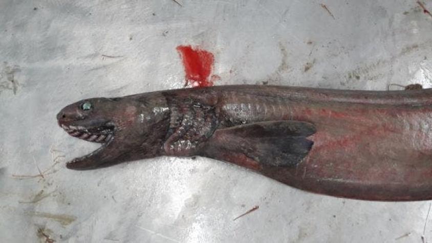 El tiburón "prehistórico" con 300 dientes que fue capturado por accidente