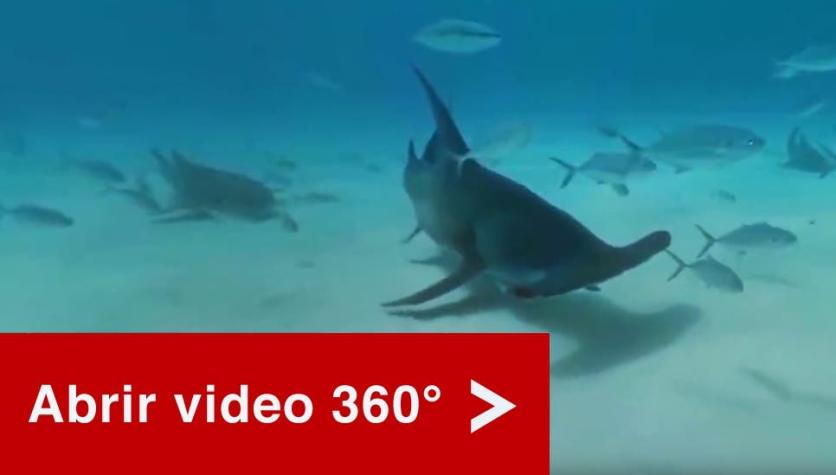 [VIDEO EN 360 GRADOS]: La espectacular experiencia de nadar entre tiburones martillo en las Bahamas