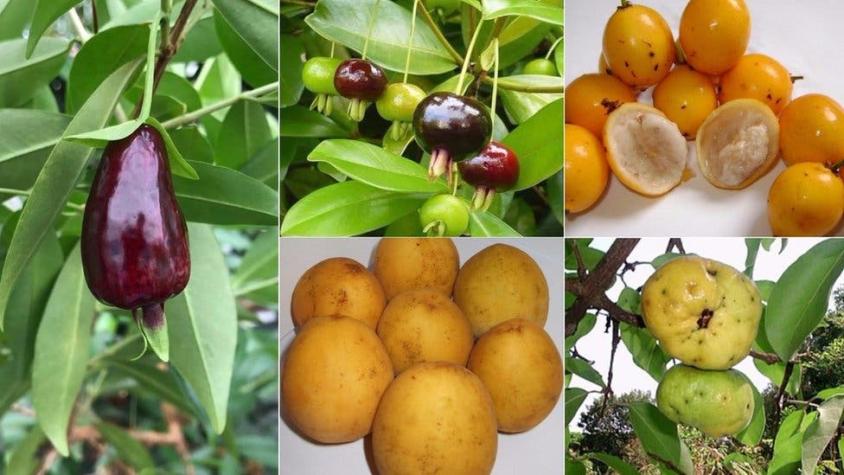 Las desconocidas frutas brasileñas que pueden convertirse en los "superalimentos" del futuro