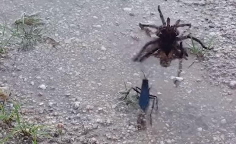 [VIDEO] La feroz pelea entre una tarántula y una avispa gigante que impresiona a todos
