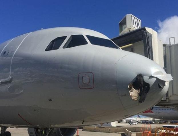 La impresionante fotografía de la colisión entre un avión y un pájaro en Miami
