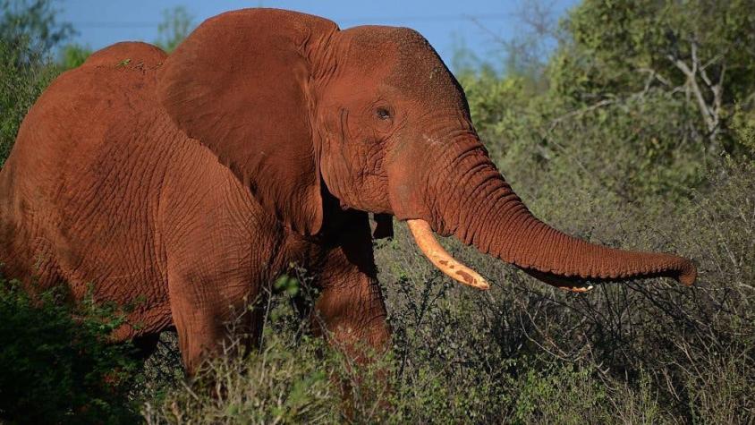 Polémica decisión del gobierno de Trump de permitir la importación de trofeos de elefantes a EEUU