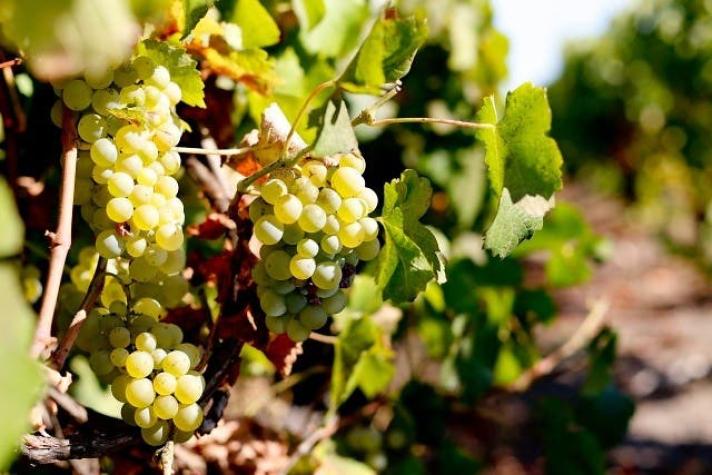 En Copiapó se inicia la primera cosecha de uva de mesa de exportación del país