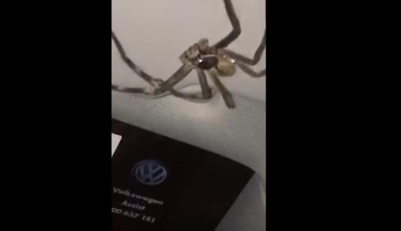 Mujer encontró una araña gigante mientras conducía y su reacción se hace viral