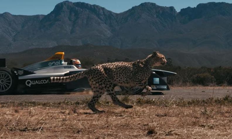 [VIDEO] El desafío entre auto de la Fórmula E y un guepardo, ¿quién gana?