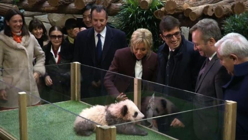 [VIDEO] El accidentado saludo de la primera dama de Francia a un panda