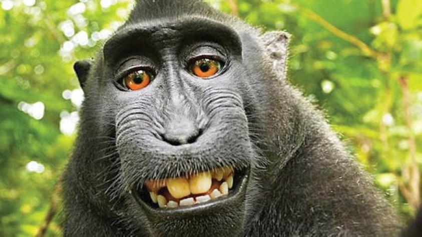 Nombran "personalidad del año" al mono que se tomó una selfie
