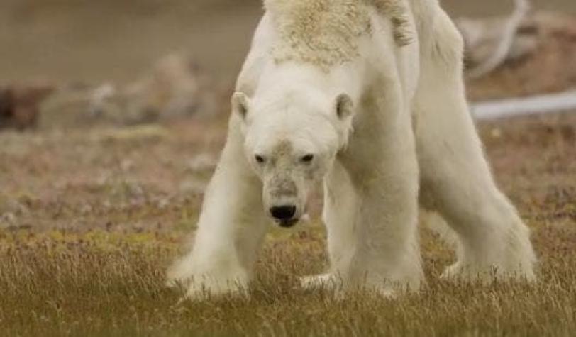 El desgarrador video de un oso polar muriendo de hambre