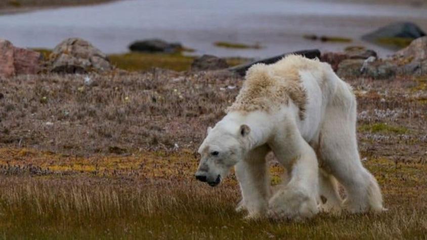 ¿Está realmente el cambio climático detrás de las impactantes imágenes del oso polar moribundo?