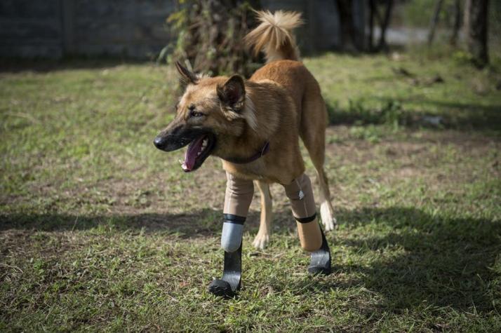 "Cola", el primer perro en usar prótesis como las de Pistorius