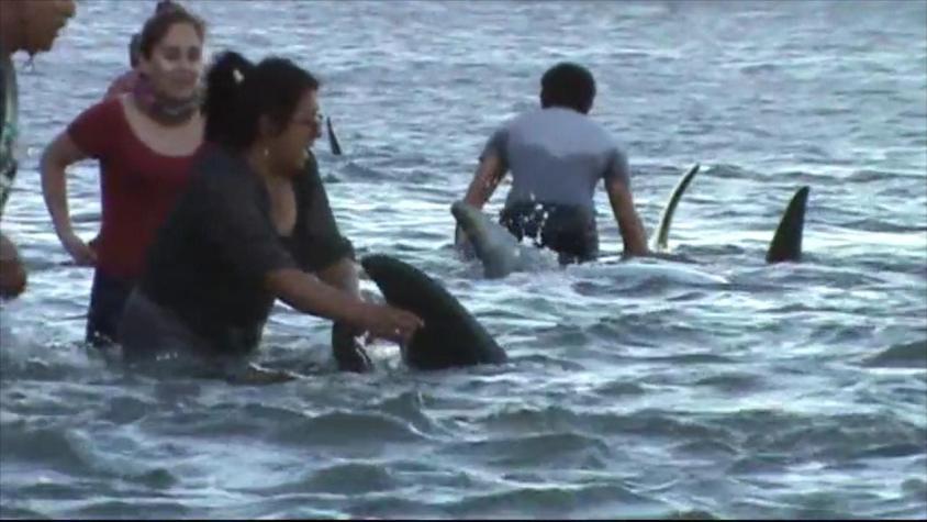 Investigan causas del extraño varamiento de delfines en Llico