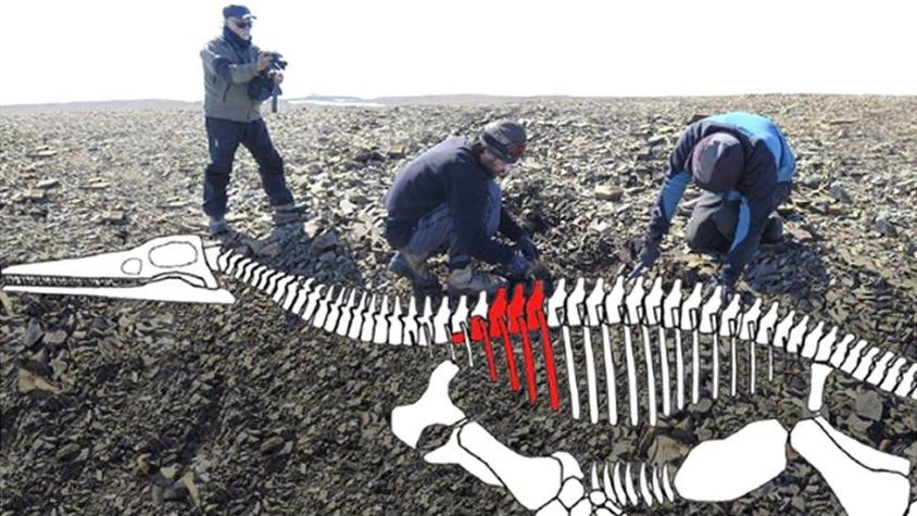 Descubren en la Antártica los restos de un lagarto gigante de hace 150 millones de años