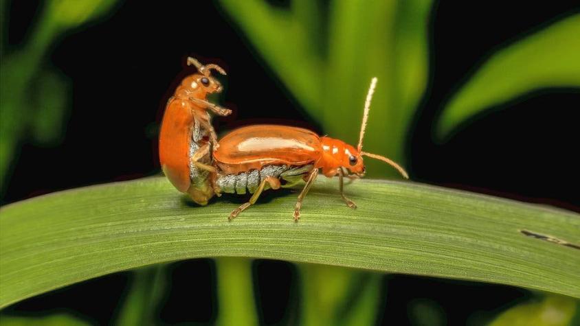 Por qué el pene de los escarabajos es crucial para el desarrollo de instrumentos médicos