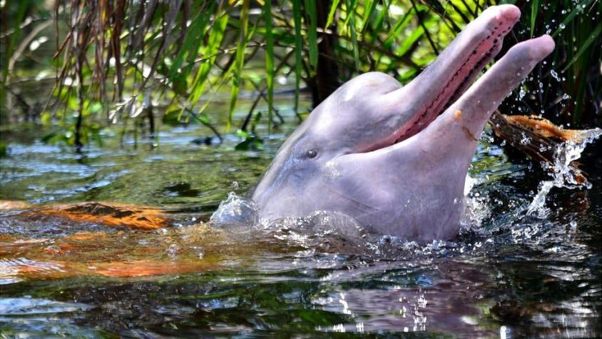 Cómo la lucha por salvar a los delfines rosados acabó ayudando a miles de personas