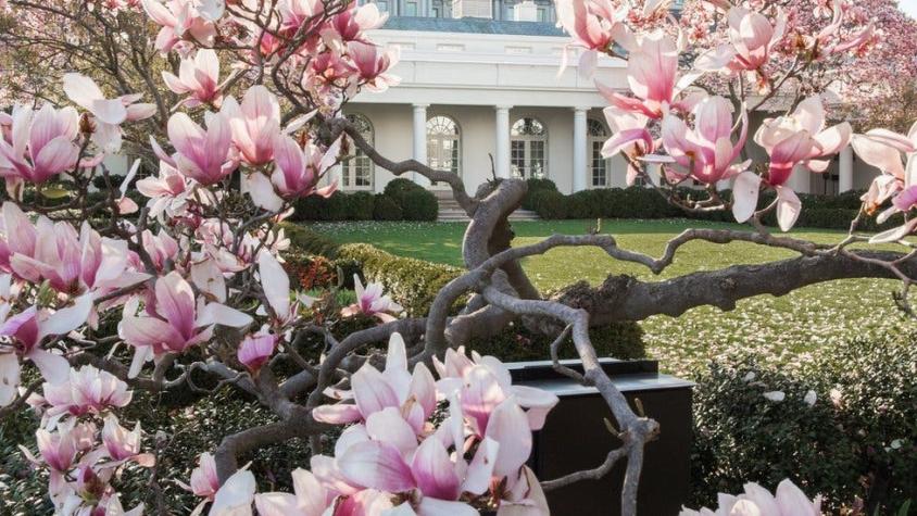 ¿Por qué van a cortar el famoso y centenario árbol de magnolia de la Casa Blanca?